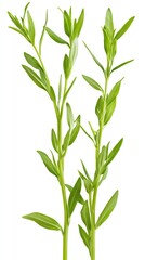 Fototapeta premium Fresh green sprigs, isolated, white background, cooking ingredient