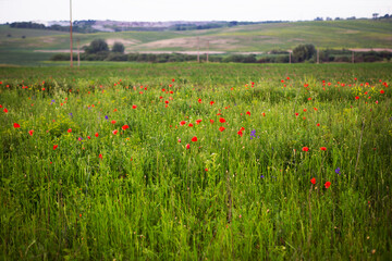 Red poppies bloom vibrantly in a lush green field under a cloudy sky