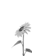 Single sunflower facing right, isolated on pure white background, field, macro, single