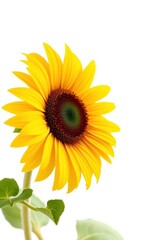 Obraz premium Single sunflower, vibrant yellow petals, pristine white background, agriculture, image