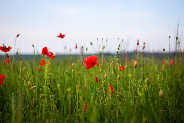 Red poppies blossom vibrantly in a sunlit field, showcasing summer's beauty and natural abundance