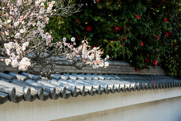 In spring, there are plum blossoms on the eaves.