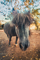Pferd schaut in Kamera