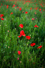 Vibrant red poppies bloom in a lush green field, creating a stunning summer meadow scene