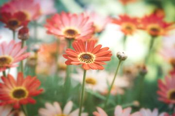Meadow with red orange flowers and one bud in front horizontal wallpaper