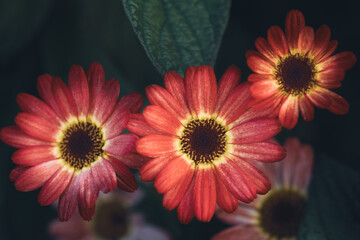 Meadow with three red orange flowers above view horizontal wallpaper