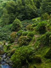Little river in exotic tropical forest on Sao Miguel Island.