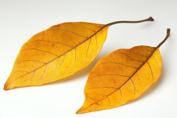 Golden autumn leaves on white backdrop showcasing intricate details and textures in a minimalist composition capturing the essence of fall