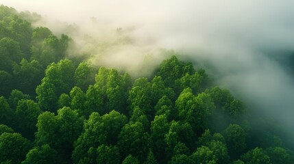 Trees in fog