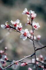 pink cherry blossom