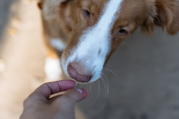 A close-up shot of nova scotia duck tolling retriever, dog receiving a treat from a human hand. 