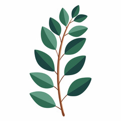 lush eucalyptus branch with rounded  aromatic leaves