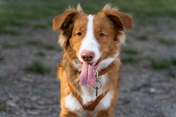 A happy red dog with a collar and harness enjoying the outdoors in the park. Perfect for advertising pet accessories, dog training, or active lifestyles.