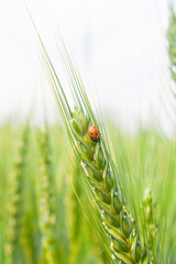 Juicy fresh ears of young green wheat and ladybug on nature in spring summer field close-up of macro with free space for text, Closeup ladybugs sitting on the wheat ears or pods in sunset sky 