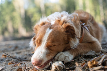 young dog chewing on a stick outdoors in a natural setting. Themes related to dog behavior, pet...