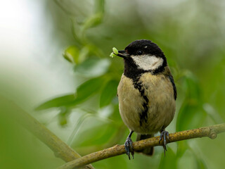 Great tit perched on a branch in a natural setting during spring