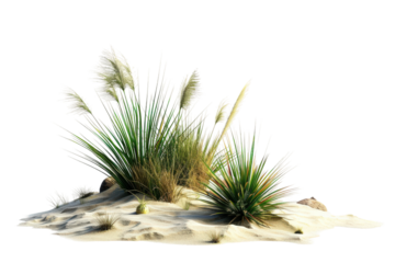 A desert landscape with dry grass and spiky plants under the open sky.