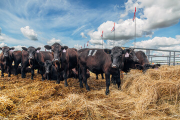 Black Angus calves in the open air © Olga Seyfutdinova 