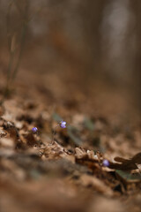 The first spring flowers in a clearing in the forest