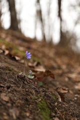 The first spring flowers in a clearing in the forest