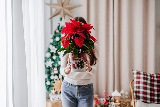 Woman at home during Christmas holding a poinsettia plant