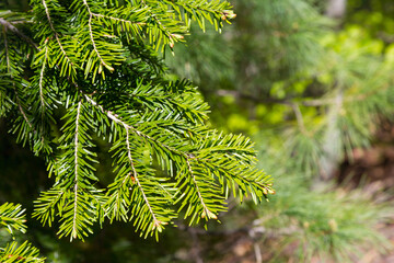 Brightly green prickly branche of fur tree or pine