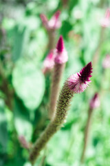 Close-up of vibrant pink and purple flower buds with elongated stems against a blurred green foliage background. The bokeh effect creates a soft, dreamy aesthetic, perfect for designs or backgrounds.