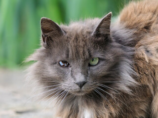 Portrait of a street cat with a punctured eye
