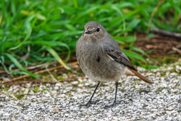 Redstart perched on a small rock