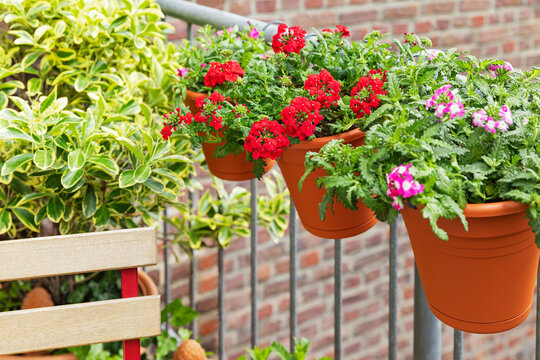Verbena flowers in hanging pots on a balcony with spindle plant and brick wall, showcasing urban gardening and climate-friendly decor