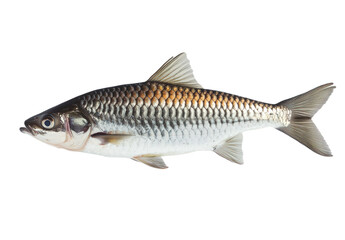 Freshwater fish isolated on transparent background (2)