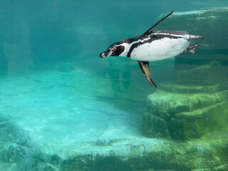 Fototapeta premium A black-and-white penguin glides effortlessly underwater in a turquoise habitat, showcasing its streamlined form