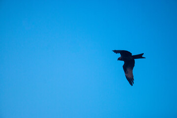 An aircraft in the sky