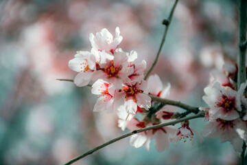 cherry blossom in spring