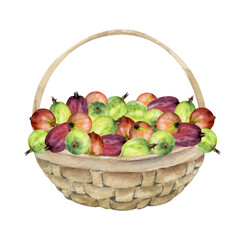 Gooseberry Currant in weaved basket, hand drawn in watercolor, heap of ripe picked garden berry harvest, casseille jostaberry. Isolated illustration. Restaurant menu, cookbook, farmers market grocery