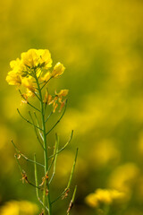 Obraz premium Close up yellow mustard flower 