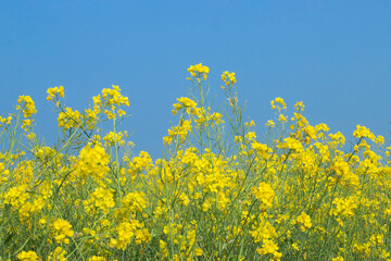 Obraz premium Yellow mustard flower with blue sky background