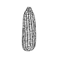 Corn sketch outline illustration. Simple doodle drawing in engraving style. Hand drawn vector line art clipart isolated on white background