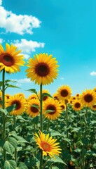 Obraz premium Vibrant yellow sunflowers in a vast field under a bright blue sky, landscape, countryside
