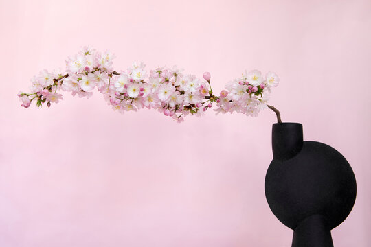 Cherry blossom branch in a vase against a pink background representing Japanese culture