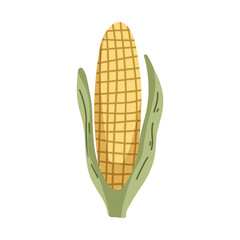 Corn on the cob illustration.