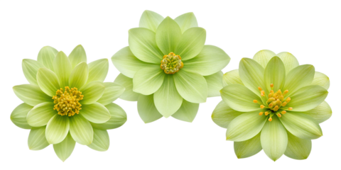 Three Different Style Green Flower with Yellow Stamen on White - Colorful Flower, Green Floral, Yellow Stamen, Cut Out