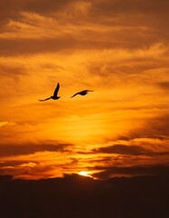 Fototapeta premium Silhouetted bird soars through vibrant sun