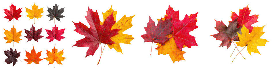 Fototapeta premium Assortment of colorful and textured maple leaves in shades of red orange and yellow showcasing the natural beauty of the autumn season