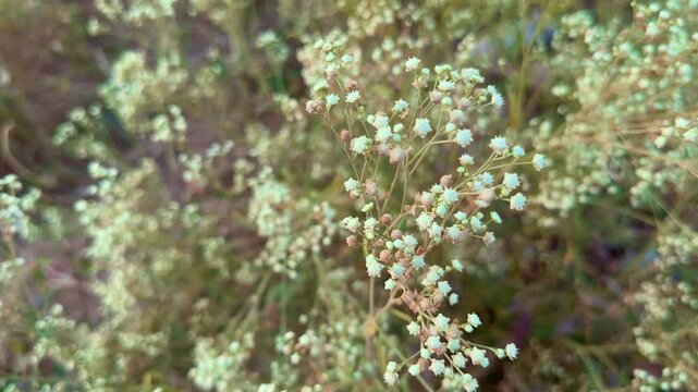 Closeup of Parthenium hysterophorus or Santa Maria feverfew, whitetop weed, and famine weed. In India, it is locally known as carrot grass, congress grass or gajar ghas or dhanura.
