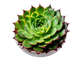 cactus isolated on white background