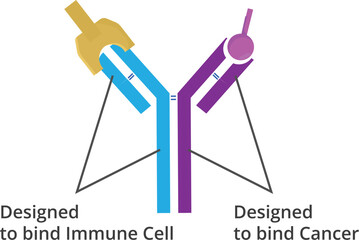 Bi-specific monoclonal atibody schematic structure illustration