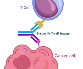 Bi-specific t-cell engager conceptual illustration. Bi-specific monoclonal antibody immunotherapy against cancer 