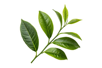 Fototapeta premium Green tea leaves nature isolated on transparent png background