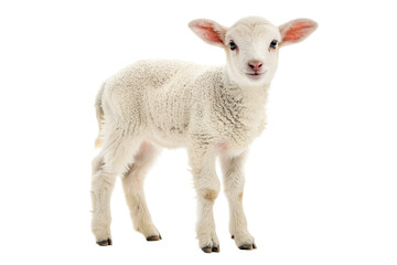 Fototapeta premium Cute sheep isolated on transparent png background